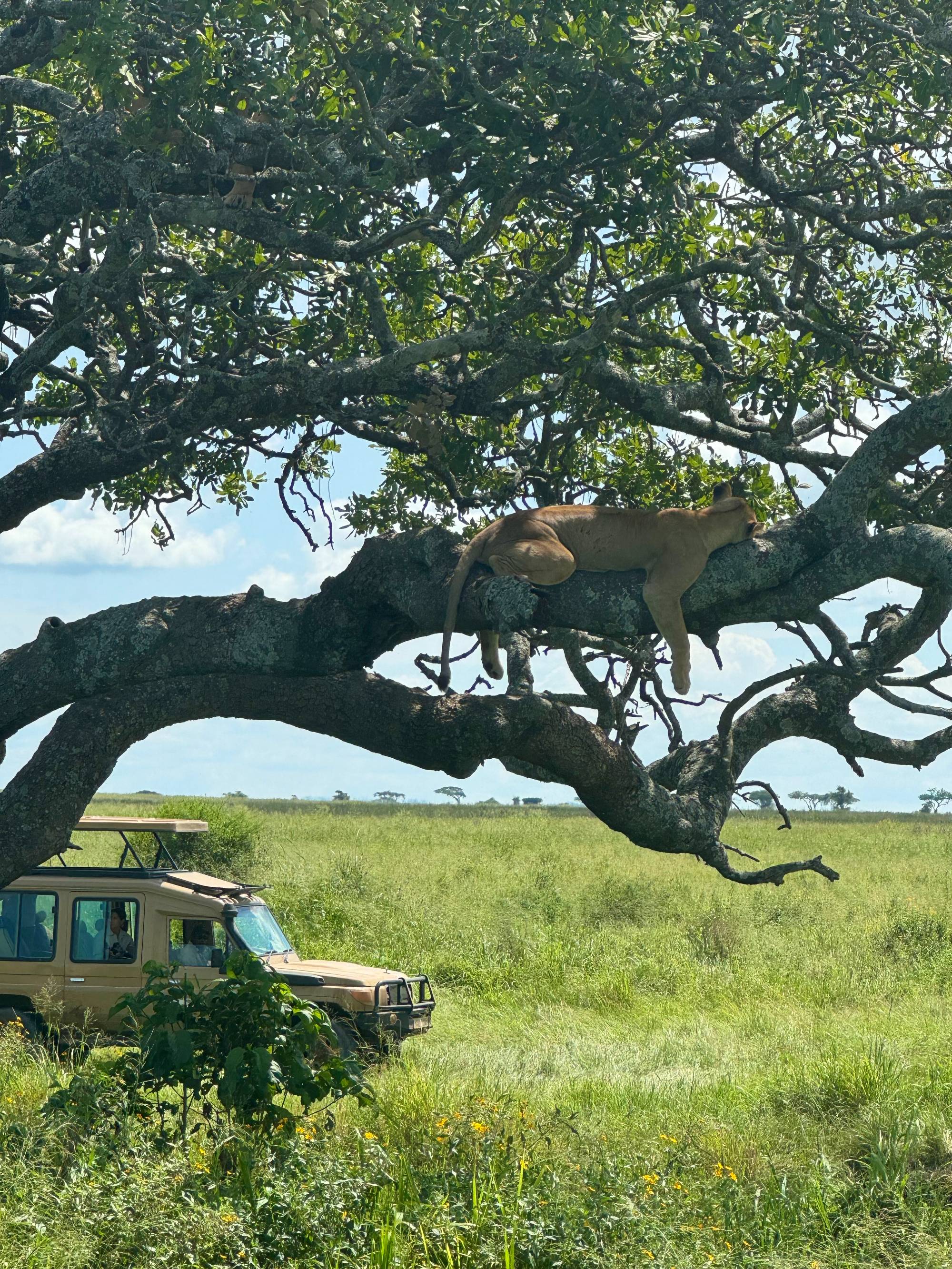 My Classroom Abroad, Allison Schoen